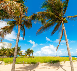 Coconut palm trees and white sand in Pompano Beach