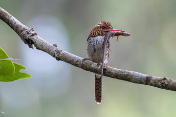 Banded kingfisher