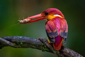 Fotobehang IJsvogel Rufous-backed kingfisher  © Teong