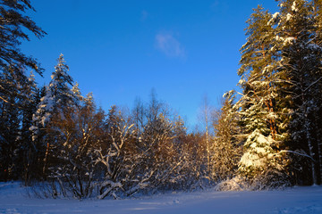 Landscape, Winter snowy forest on a sunny day