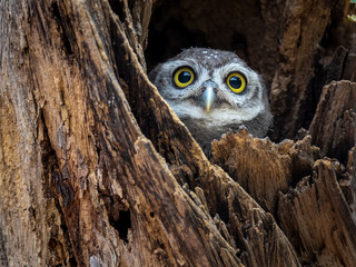 Spotted Owlet