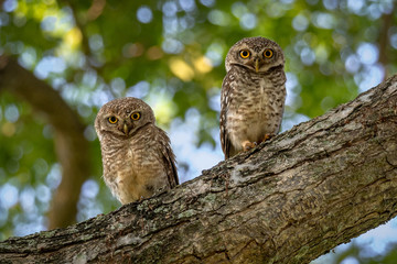 A pair of Spotted owlet
