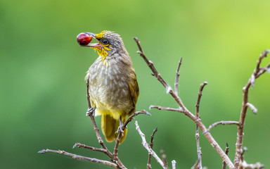 Stripe-throated bulbul with a berry 