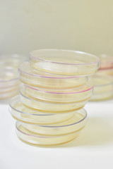 Colonies of bacteria growth on agar plate medium in microbiology laboratory. 