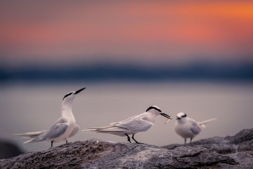 Black-naped tern at sunset