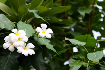 white flowers in garden