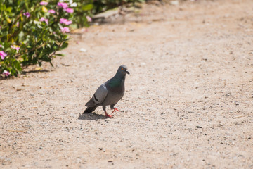 pigeon on a rock