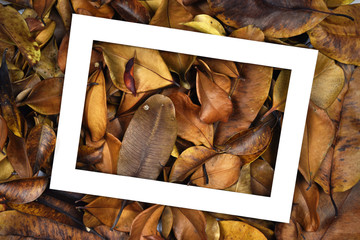 Blank white paper frame on autumn leaves background.