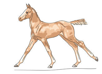 Chestnut foal runs at a canter, vector illustration