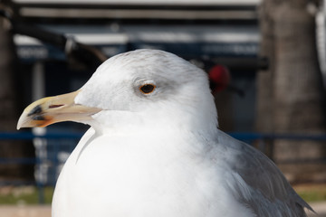 Retrato de cabeza de gaviota  de color blanca y gris 
