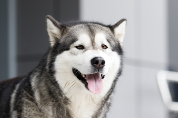 dog in the city, breed Alaskan Malamute