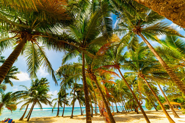 Palm trees in Bois Jolan beach in Guadeloupe
