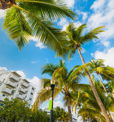 Palms and white buildings in Miami Beach