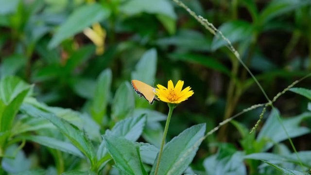 Beautiful Butterfly Pollinates Daisy Flower. Purple Sapphire butterfly 