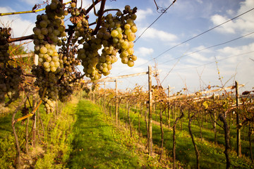 Wine grapes in front of autumn landscape