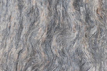 Textura de madera de un tronco de madera 