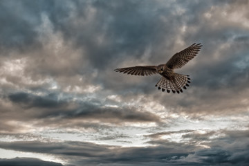 Kestrel hovering above prey in an evening sky