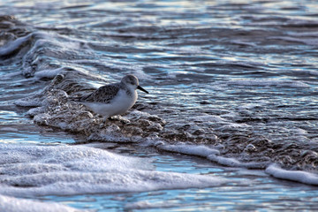 Sanderling wading in gentle surf along a coast