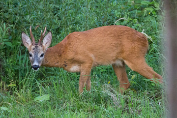 Young deer