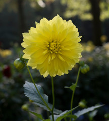 The dahlia (name, Aeros) in the dahlia garden Baden Baden near the lichtentaler alley. Baden Baden,...
