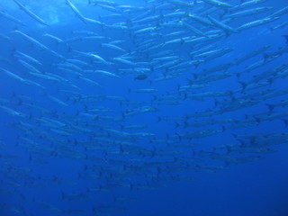 blue water background​ sun​ light​ shine​ through​ school​ of​ marine​ fish​ barracuda​ deep​ sea