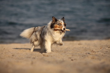 Sheltie rennt am Strand