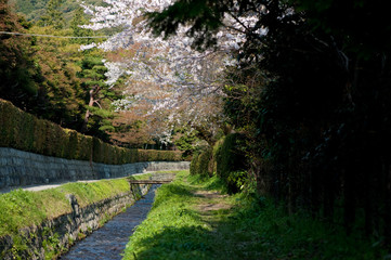 桜　京都