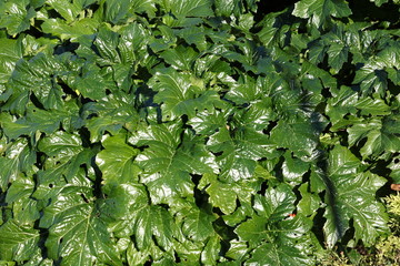 Green acanthus leaves