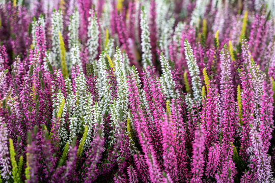Bright multicolored flowers of colorful blooming erica. Evergreen plant of the genus heathers. Natural picturesque background