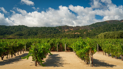 Fototapeta na wymiar Vineyard Napa Valley Wine