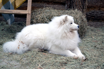 Dog breed samoed lies on a hay in the yard of a rural house