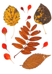Collection beautiful colorful autumn leaves isolated on white background. Set of red, brown and yellow aspen, poplar, hawthorn, rowan, elm leaves.