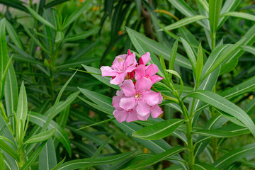 pink flower in the garden