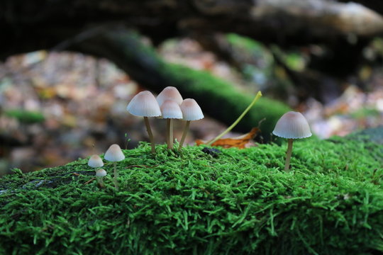 mushroom 