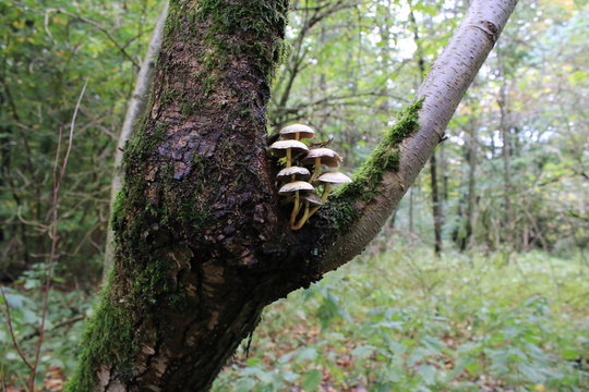 mushroom on tree