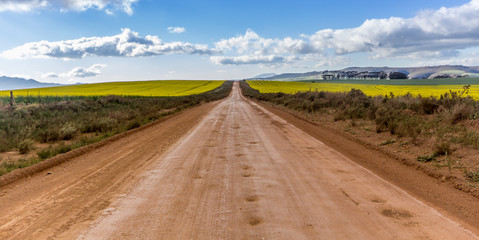 road in the canola field