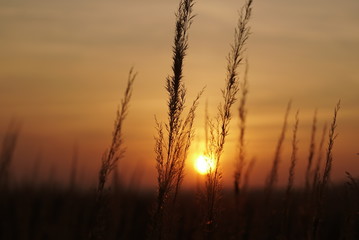 Fototapeta na wymiar grass seeds at sunset