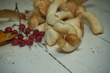 Pilze Herbstblätter