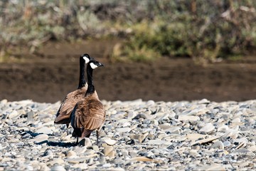 Kanadagänse- Ihr v förmiger, von lauten rufen begleiteter Flug in die Winter- oder Sommergebiete...