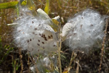 Multiple seeds emerge from Milkweed pods.