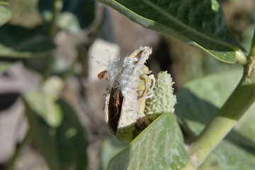 Milkweed pod opwning, with seed and silk.