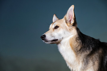 Cute mongrel dog at walk on field in sunset