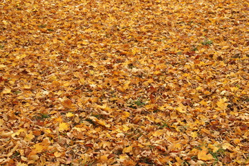 Herbsttag 6