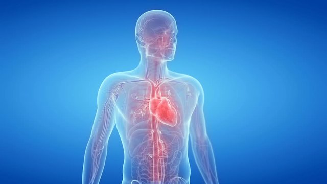 Human heart and vascular system rotating against a blue background, animation.