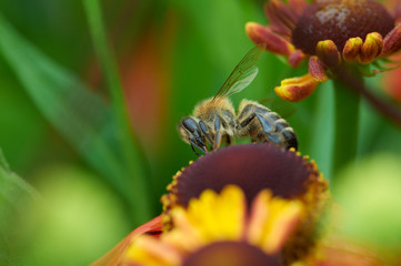 Bee on a flower closeup. Pollination of flowers