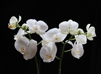 Naklejka na ściany i meble A cluster of white phalaenopsis orchids with black background