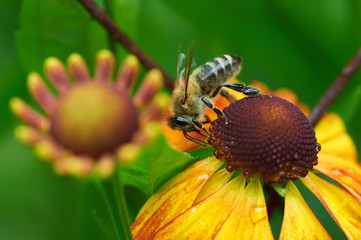 Bee on a flower closeup. Pollination of flowers