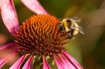 Bee on a flower closeup. Pollination of flowers