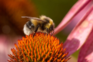 Bee on a flower closeup. Pollination of flowers