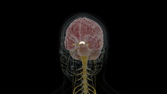 Human Brain Showing The Optic Chiasm Rotating Against A Black Background, Animation.